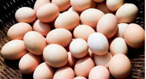 英国科学家：基因改造鸡蛋可富含抗癌所需蛋白质