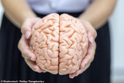 研究作者认为，男女大脑之间的差异是生物性的